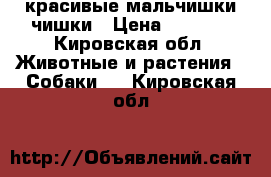  красивые мальчишки чишки › Цена ­ 8 000 - Кировская обл. Животные и растения » Собаки   . Кировская обл.